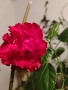 Хибискуси/китайски рози с едри кичести цветове, снимка 7