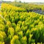 Източната туя Ауреа Нана, Thuja orientalis ‘Aurea Nana’, снимка 10