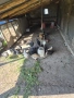 Продавам селски пилета , снимка 4