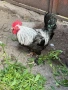 Продавам петли за месо и разплод , снимка 1