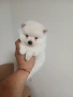 Mini Pomeran , снимка 5