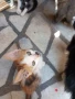 ПОДАРЯВАМ КОТЕНЦА, снимка 12
