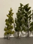 Дръвчета за диорама 1:87 , снимка 1