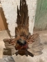 Продавам препариран фазан, снимка 2