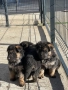 Чистокръвни немски овчарки , снимка 6