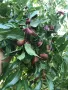 Китайска фурма, Хинап, плодове, лечебни растения, снимка 4