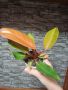 Филодендрон Карамел, снимка 1 - Стайни растения - 45456547