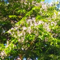 Декоративно дърво красиво и ароматно цъфтящо, разсад, снимка 4 - Градински цветя и растения - 46099714