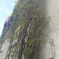 Продавам растения Дива лоза (Parthenocissus quinquefolia), снимка 9 - Градински цветя и растения - 45382708
