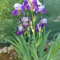 Перуника/Ирис - 4 цвята, снимка 2 - Градински цветя и растения - 45667814