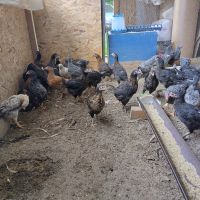 Пилета , снимка 3 - Кокошки и пуйки - 45878804