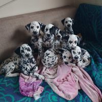 кучета,кученца-чистокръвни далматинци с родословие, снимка 1 - Далматинец - 45031550