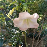 Продавам растения жълта и розова бругманзия (ангелски тромпет), снимка 13 - Градински цветя и растения - 45545673