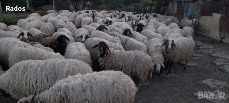 Продавам стадо овце, снимка 1