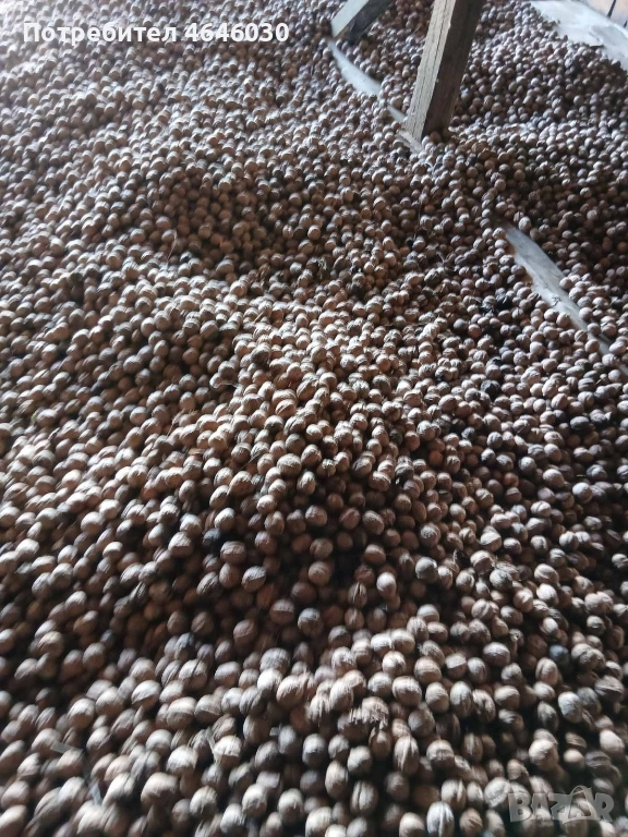 продавам орехи на черупка, реколта 2025г., снимка 1