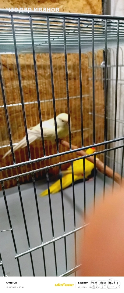 мъжки какарики кремино , снимка 1