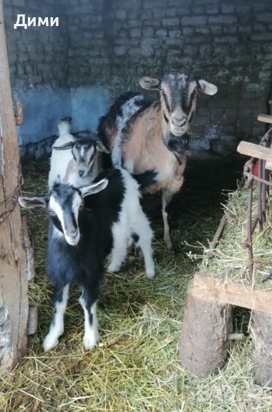 ярета и коза, снимка 1