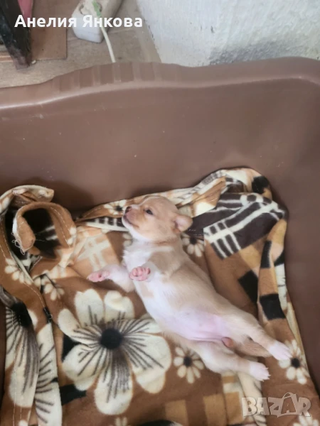 Пинчери , снимка 1