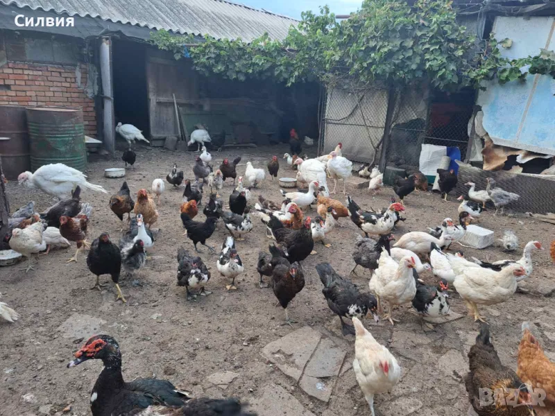 Неми патици женски и мъжки, снимка 1