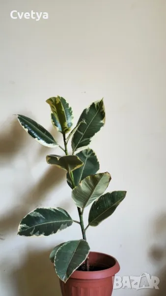  ( Ficus elastica Tineke ), снимка 1