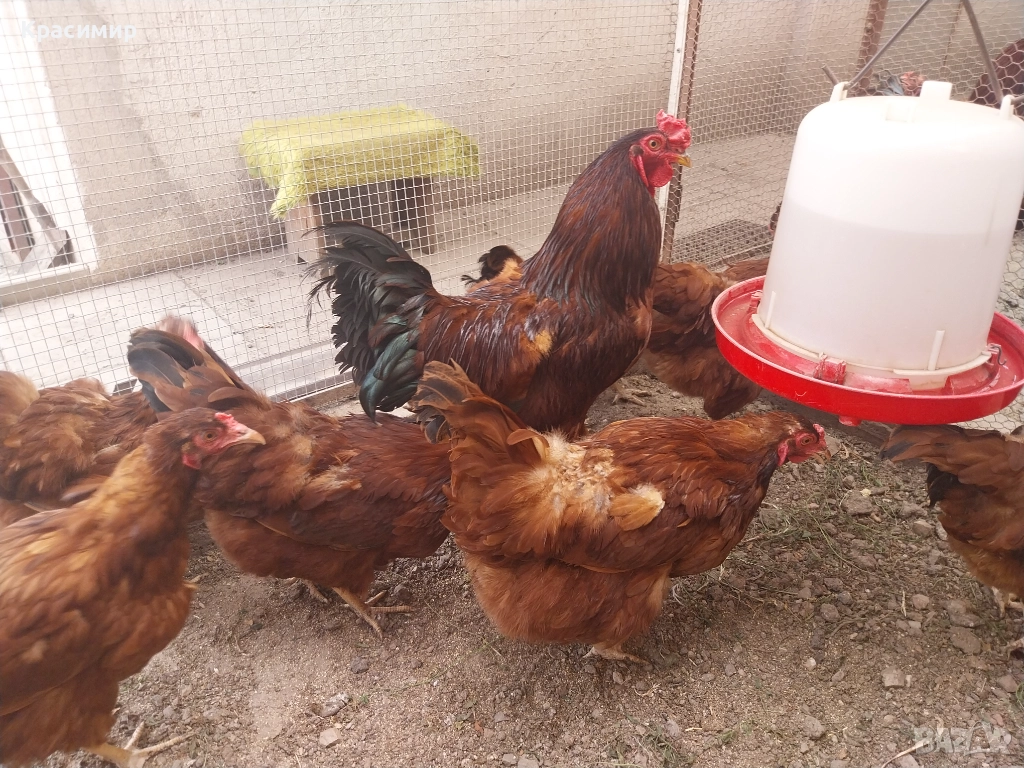 Кокошки ЕКСЕЛ носачки на зелени яйца, снимка 1