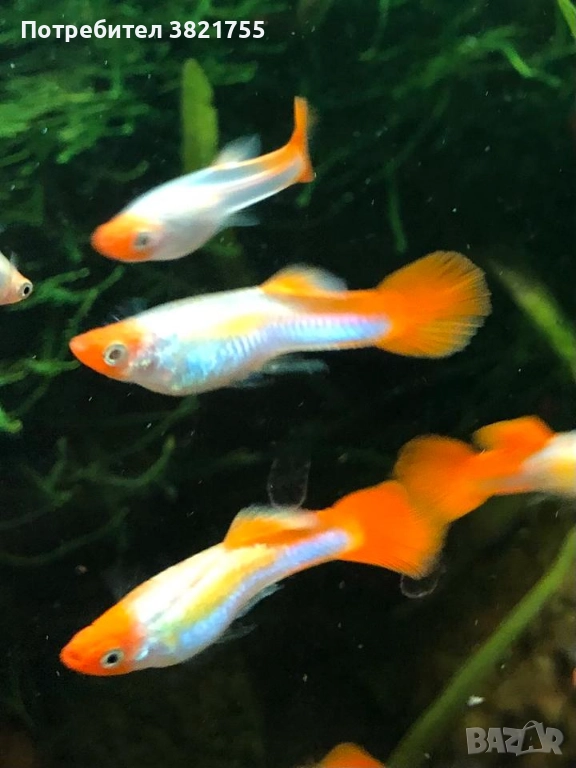 Декоративни рибки, гупи, гупи кои, снимка 1