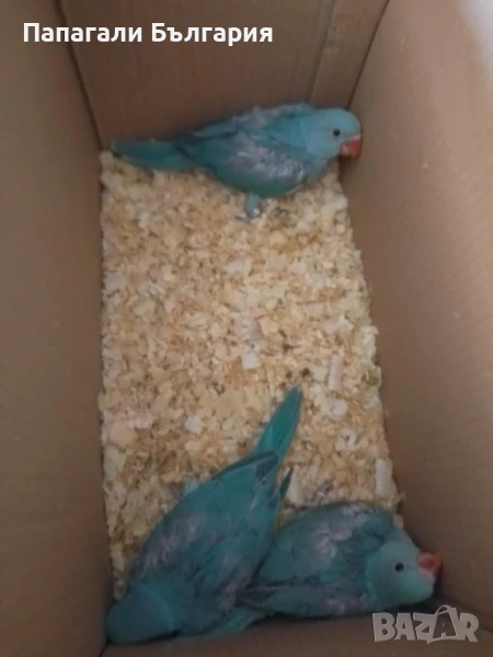 Промоция Александри 200 за брой !, снимка 1