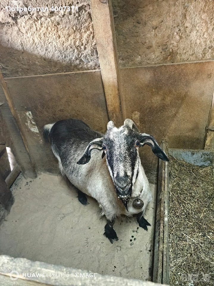 Англонубийски кози и пръч, снимка 1