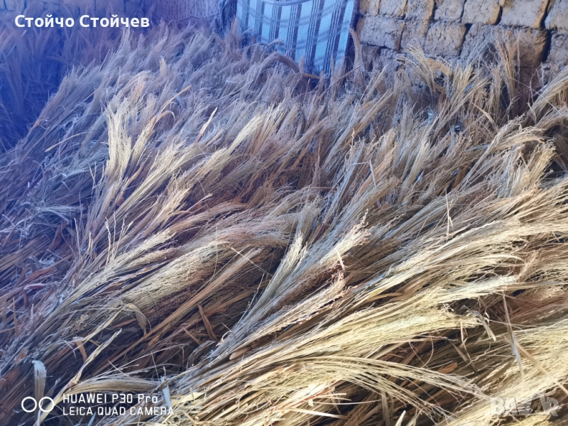 Продавам метлен клас - стара и нова реколта , снимка 1