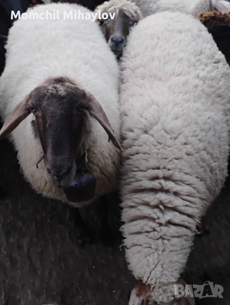 продавам овце за клане или тамазлък , снимка 1