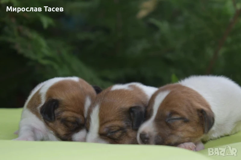 Джак ръсел териер , снимка 1