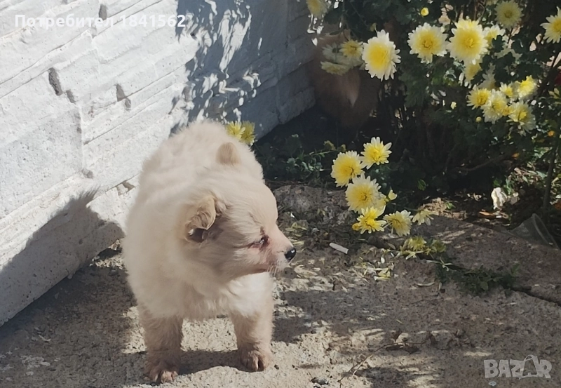 Продава се , снимка 1