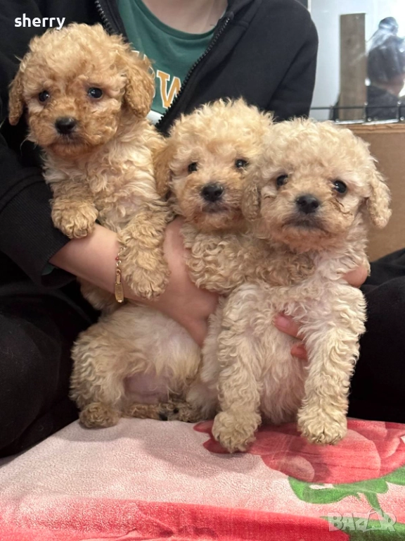 Пудел той , снимка 1