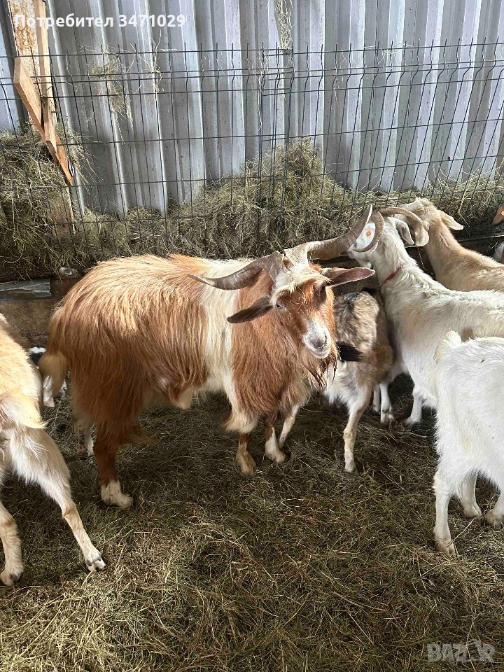 пръч , снимка 1