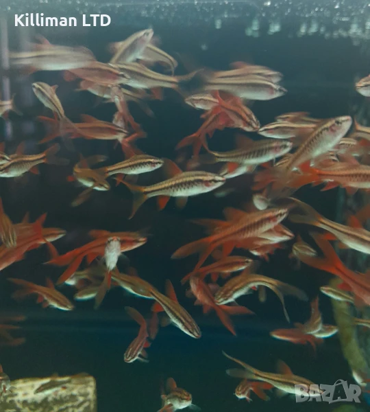 Воален вишнев барбус, 10+ Х 1.50 лв, снимка 1