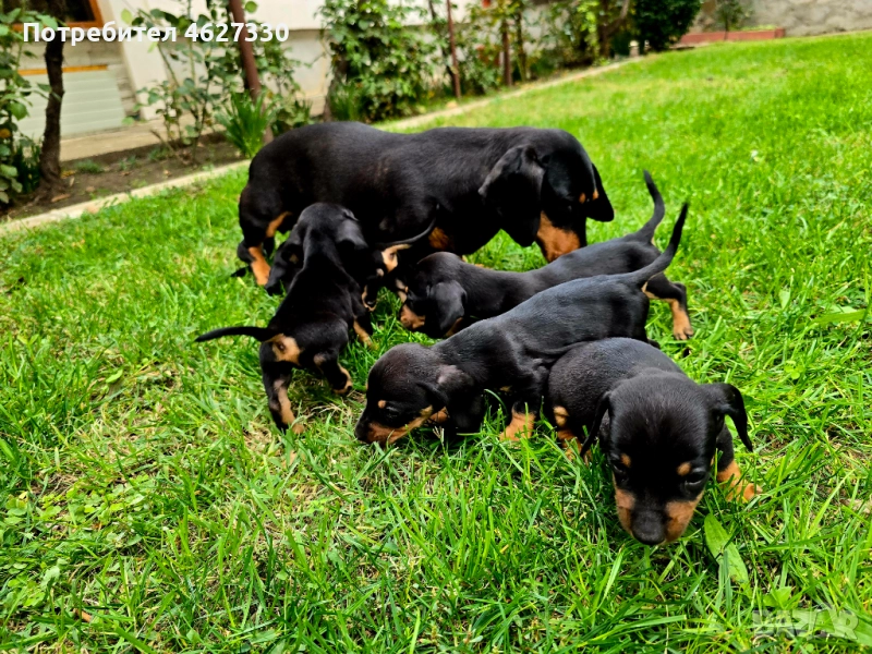 Мини дакели, снимка 1