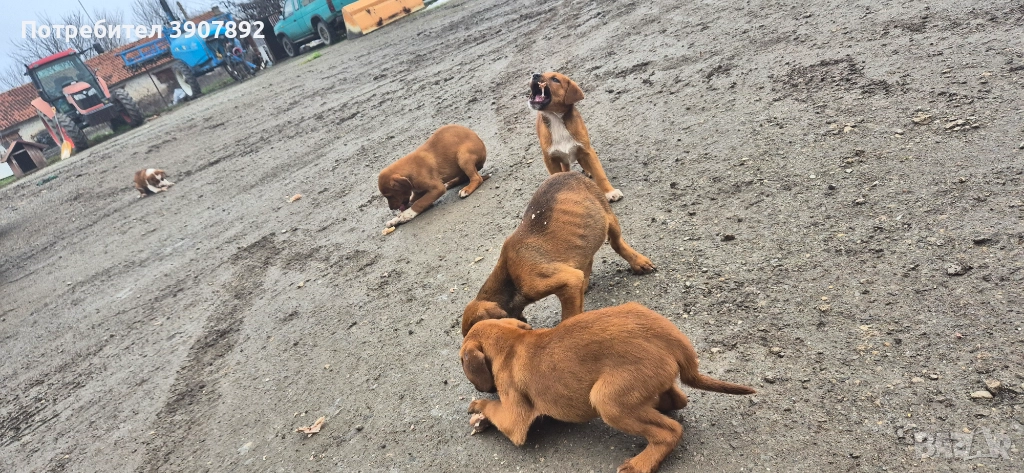 Трицветни гончета, снимка 1