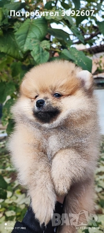 померан момче, снимка 5 - Померан - 52531334