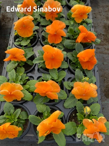 Теменужки с едри цветове, снимка 8 - Градински цветя и растения - 53468468