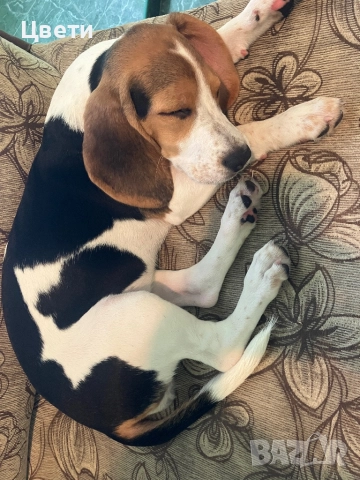 Две бигълки, бигълчета търсят стопани