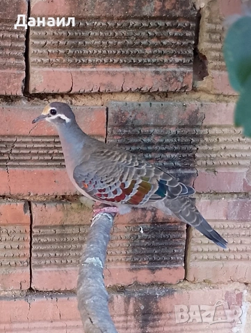 Двойка бронзовокрили гълъби