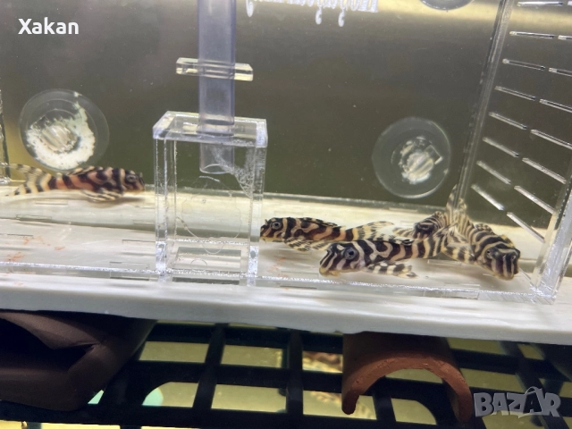 333-gold 3.5-4 см, снимка 3 - Рибки - 48769308