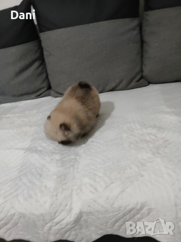 Mini Pomeran, снимка 3 - Померан - 53717466