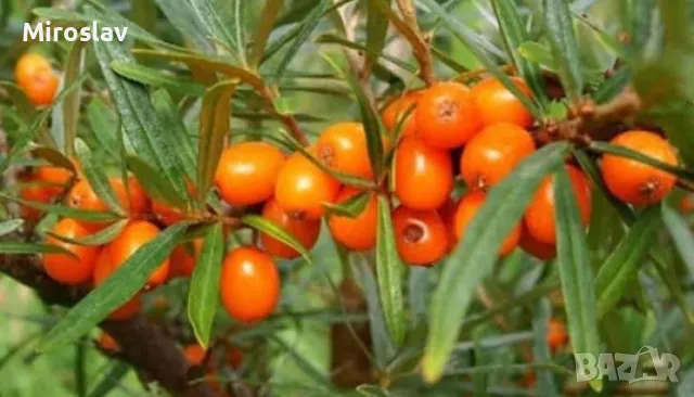 Облепиха (Hippophae), снимка 5 - Градински цветя и растения - 50096274