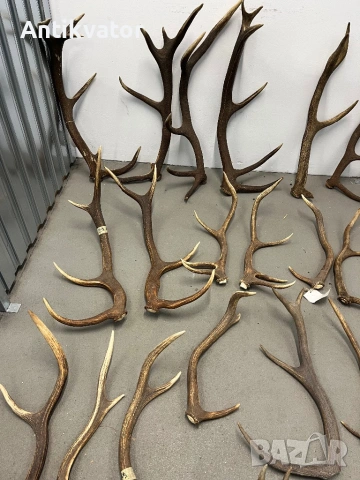 Рога от елен и сръндак, снимка 6 - Други - 50470006