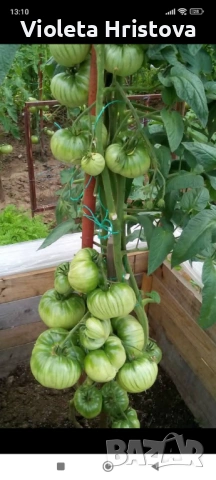 Разсад Доматено дърво F1, снимка 2 - Разсади - 53780568