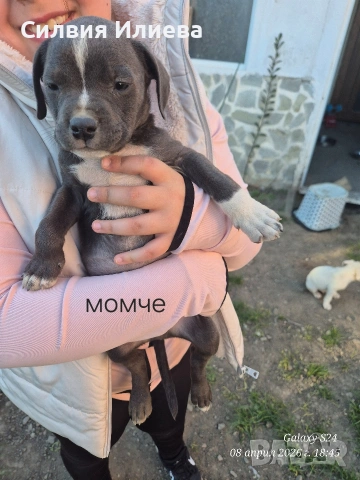 Питбули , снимка 9 - Питбул - 53865863