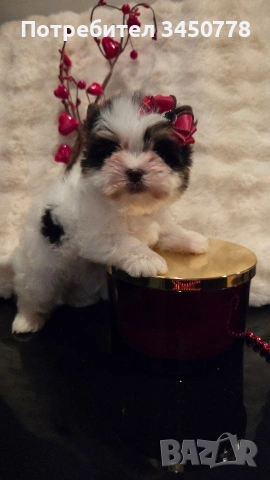 мини момиченце йоркшир биро, снимка 3 - Йоркширски териер - 53513378