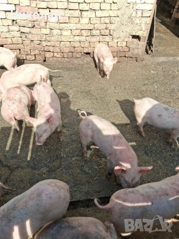 прасенца на два месеца 