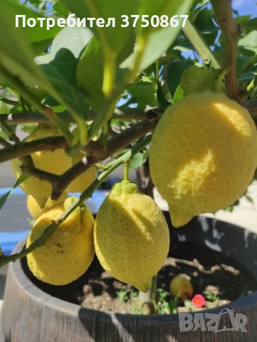 🌿🍋 Лимон – сорт с история над 100 
години, снимка 6 - Градински цветя и растения - 51028053